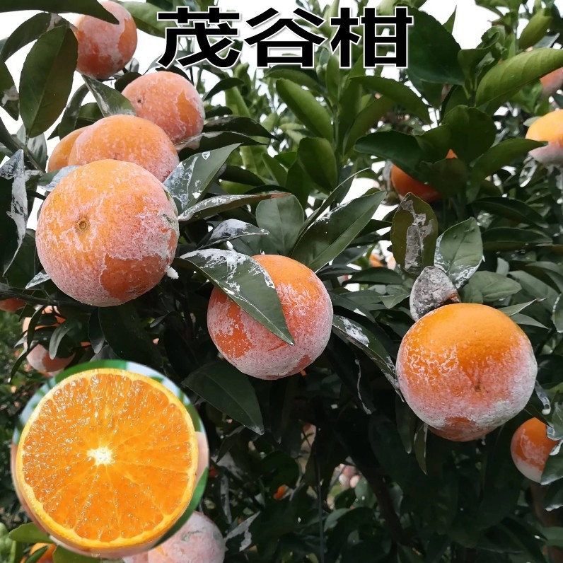 新品种特大蜜桔树苗盆栽地栽茂谷柑树苗晚熟正品橘子树苗当年结果