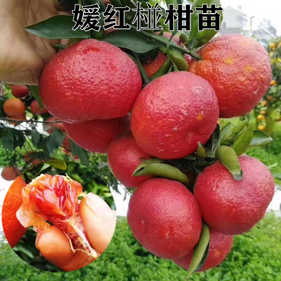 新品种特大果蜜桔树苗媛红椪柑树苗无核晚熟正品橘子树苗当年结果