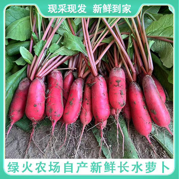 【水萝卜3斤】长水萝卜/密云绿火农场直发/新鲜采摘/新鲜蔬菜/现摘现发