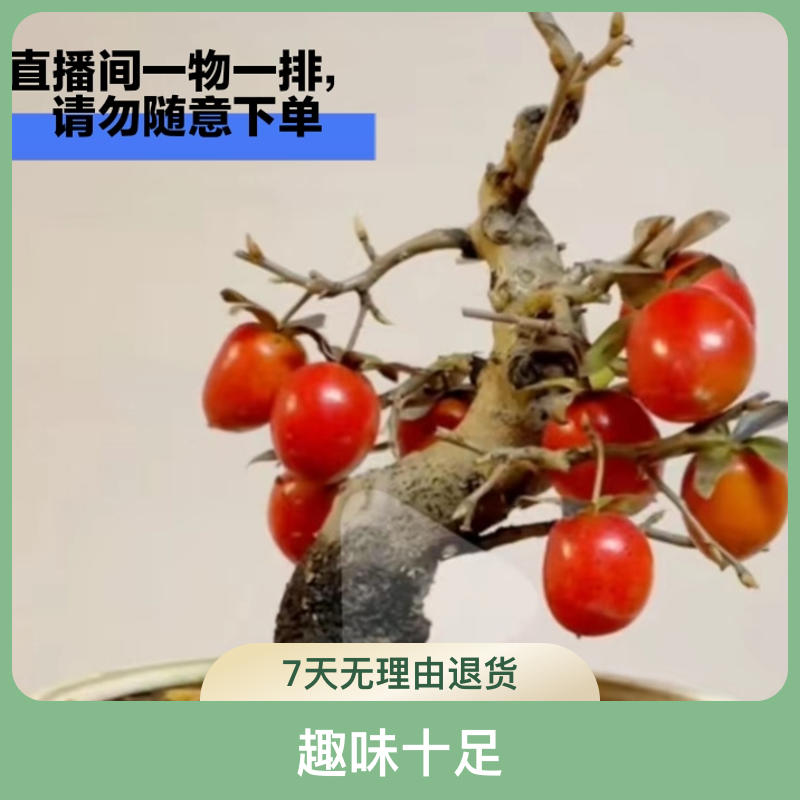 (直播间一物一拍链接请勿私自下单)老鸦柿盆景及盆景素材