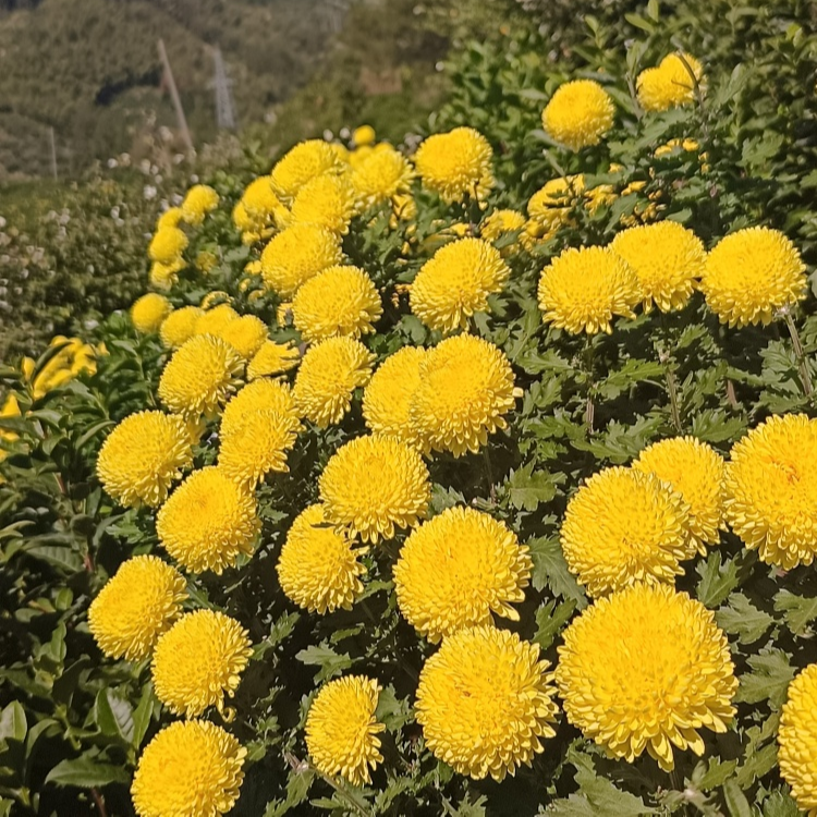 徽州高山皇菊 婺源皇菊 徽州大皇菊一朵一杯