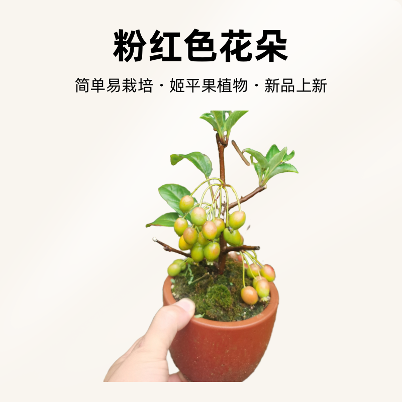 日本姬苹果姬美好南北方种植办公室桌面盆景