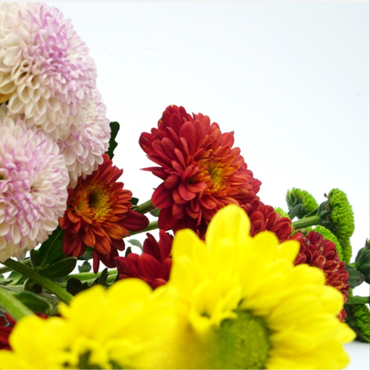 混色小雏菊10枝冷链包邮