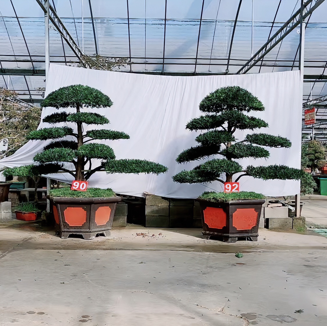 高档盆景大师造型罗汉松配对别墅庭院老桩植物绿植园艺盆栽