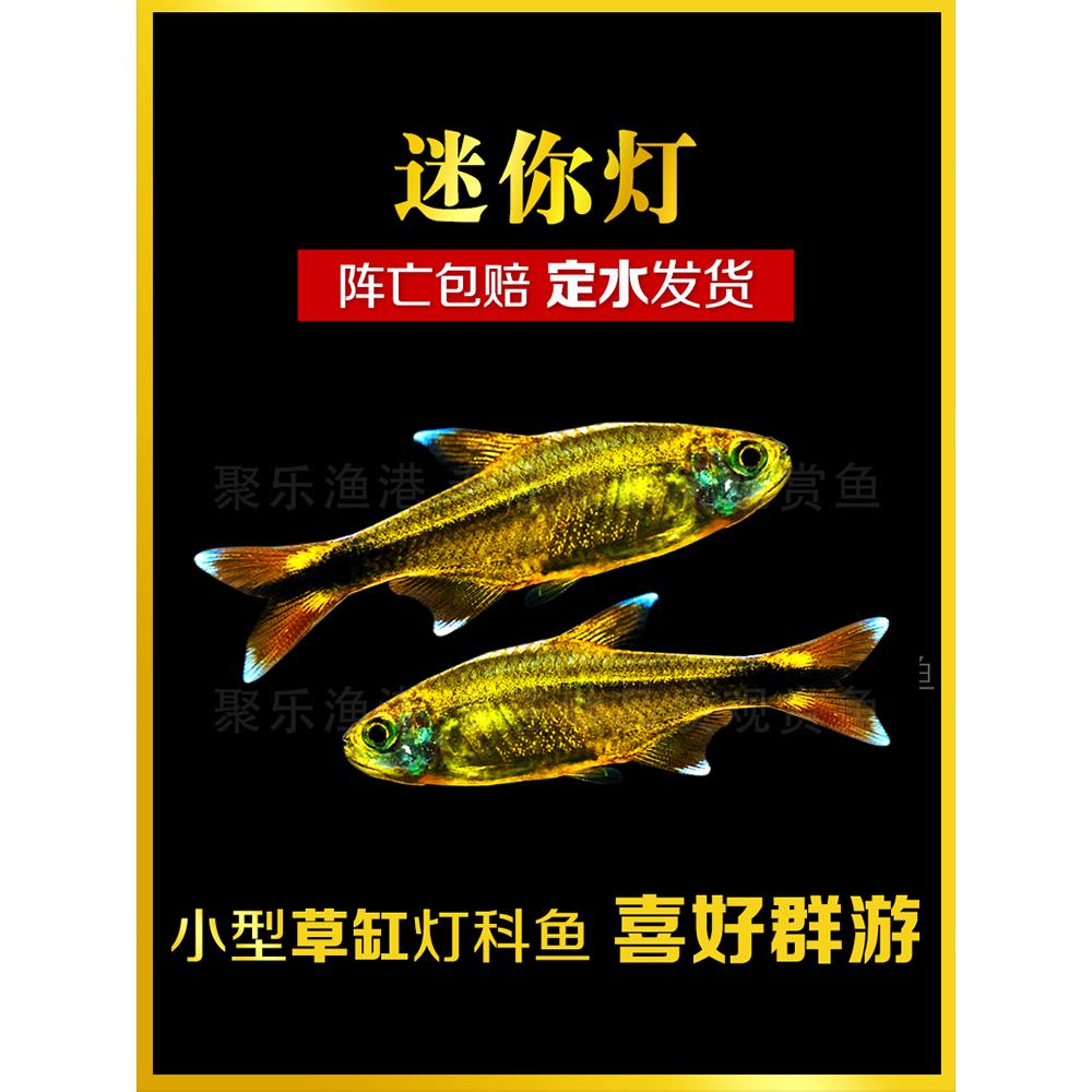 迷你灯鱼银尖鱼热带鱼观赏鱼淡水鱼中层灯科鱼小型鱼草缸群游活体