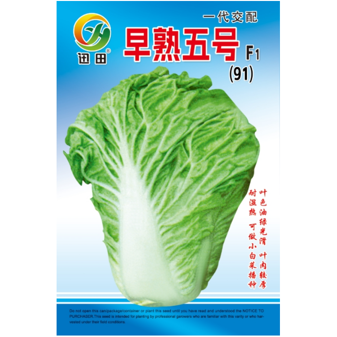 早熟五号大白菜种子091*一代交配早熟五号种籽