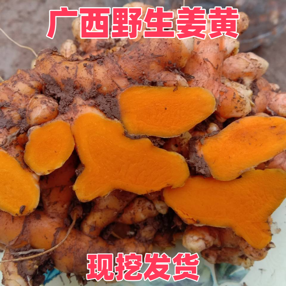广西野生姜黄深山小黄姜精选农家特产新鲜500克包邮