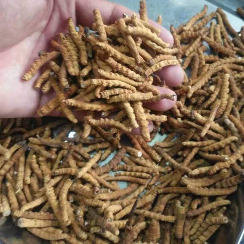 西藏那曲冬虫夏草整条大肉条