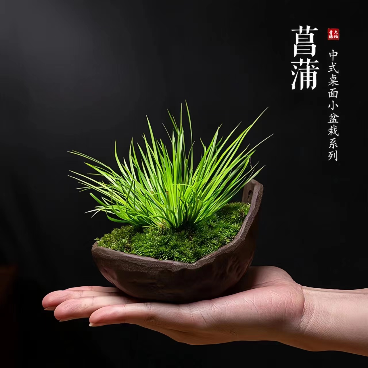 菖蒲室内绿植文人假山造景微型盆栽植物水培四季常青盆栽客厅好养
