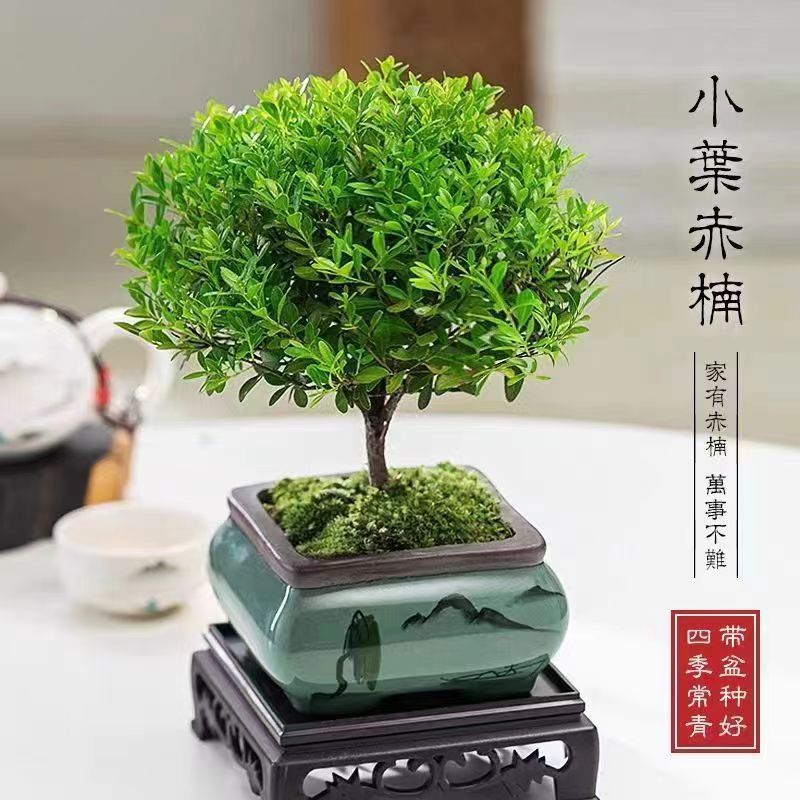 小叶赤楠盆栽花卉绿植桌面清香办公室四季常青三叶红芽植物室外