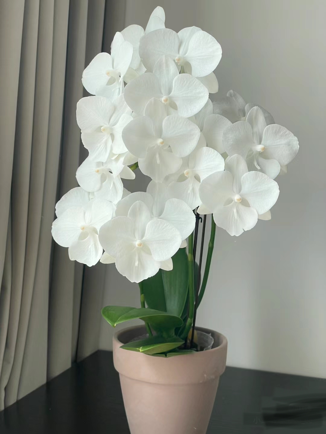 白天鹅蝴蝶兰3.5寸杯（没花剑）白色大舌头中花
