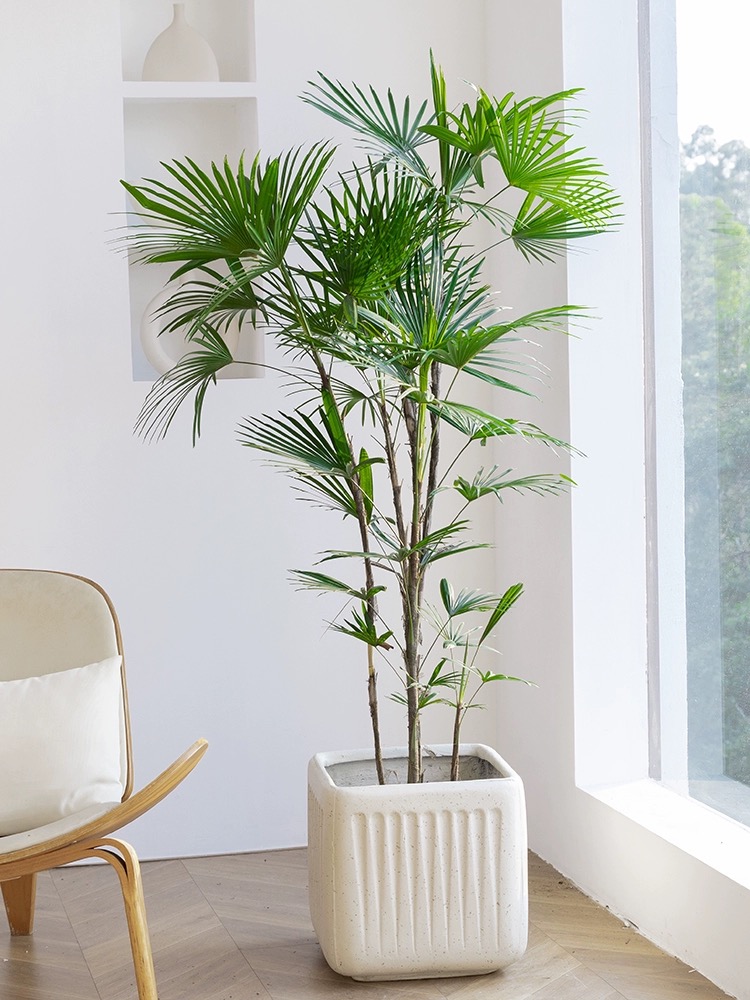 金山细叶棕竹大老桩室内外网红好养落地高档百搭绿植