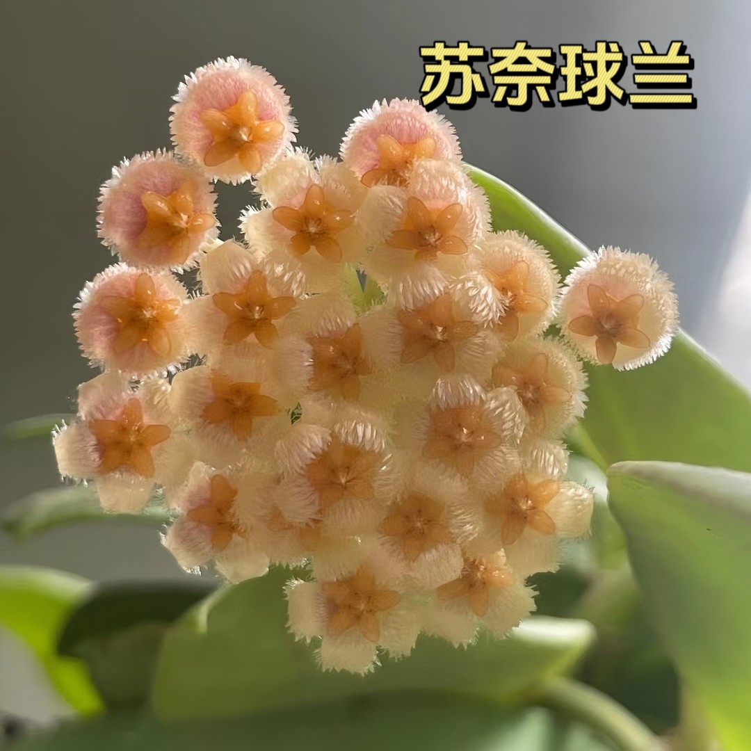 Q【苏奈】基地直发四季好养爬藤垂吊办公室开花盆栽阳台