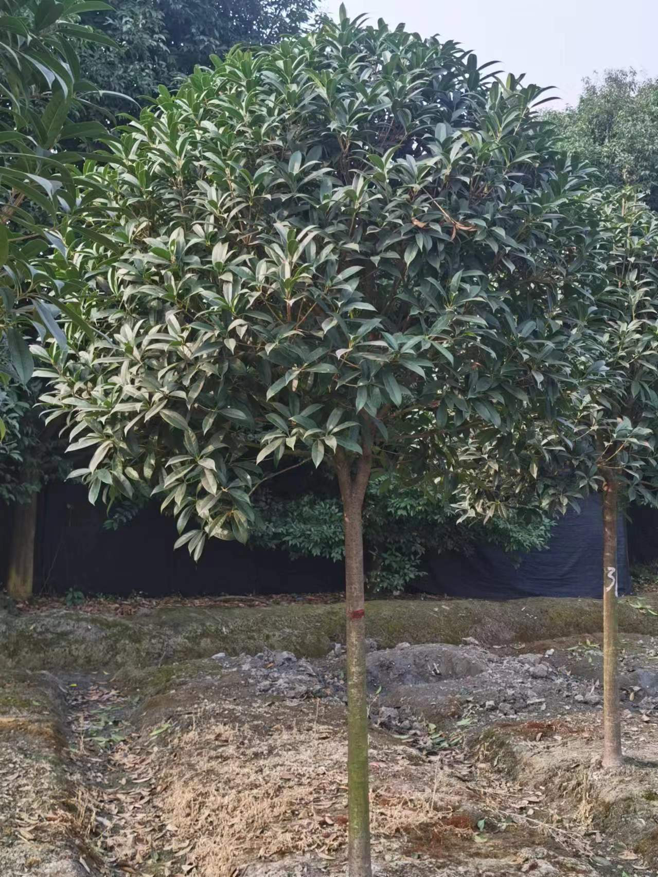 精品移植桂花树，一物一拍，桂花树定金