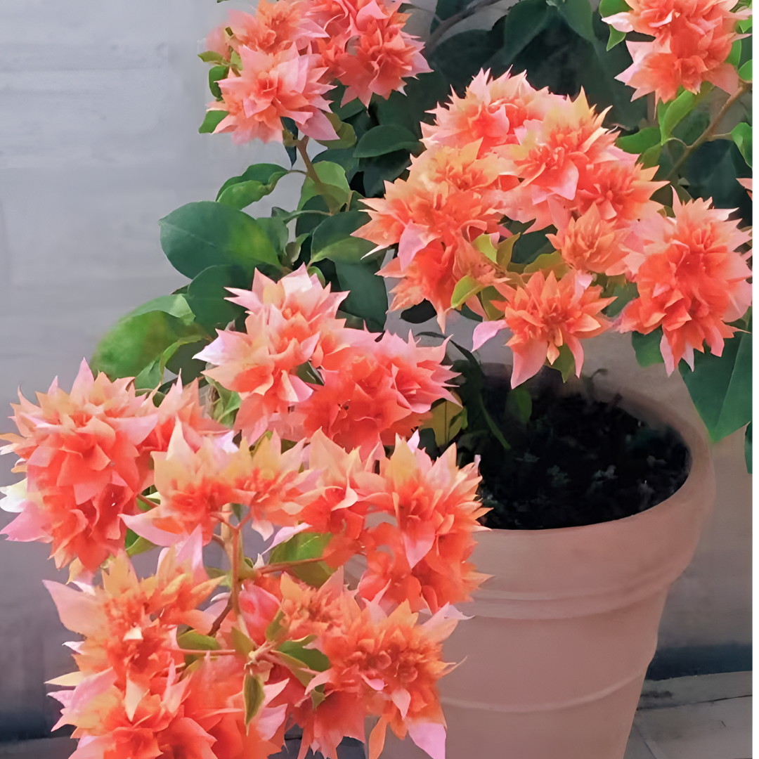 【三角梅-彩花】四季开花勤花落花落叶光杆折枝正常现象无售后