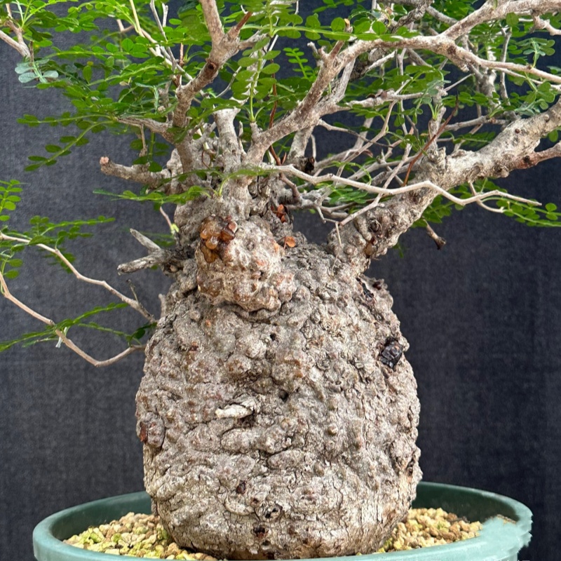 稀有实生潮流块根植物象足漆树珍奇植物阳台庭院趣味美观盆栽包邮