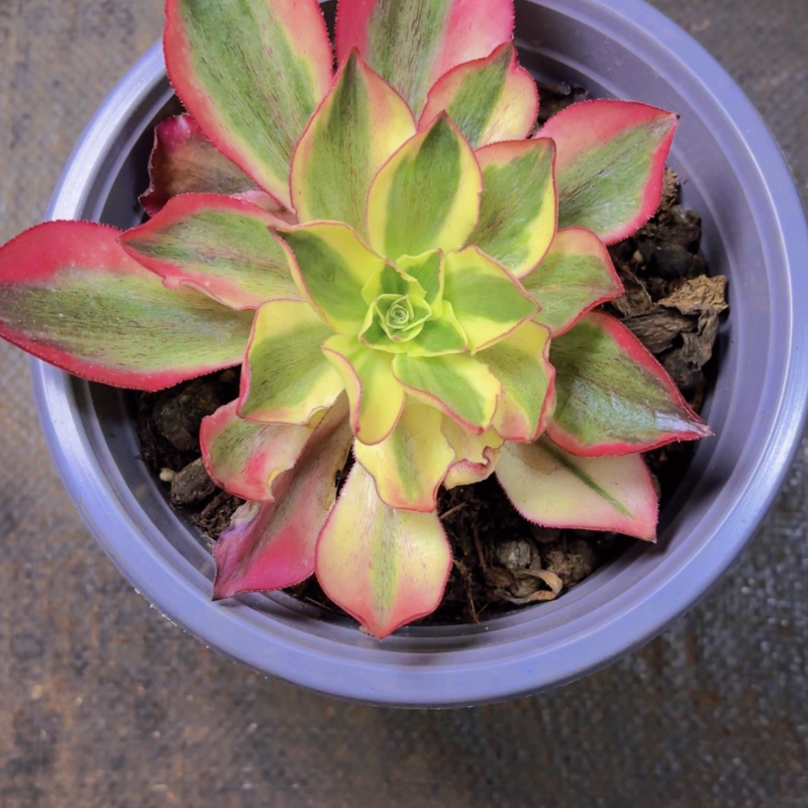 【闪购商品】魅影多肉法师植物
