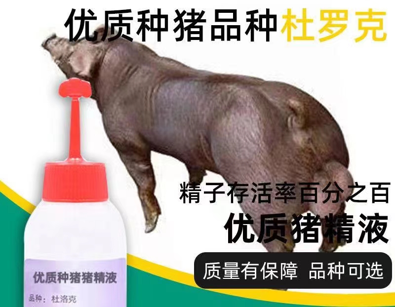杜洛克种猪猪精液