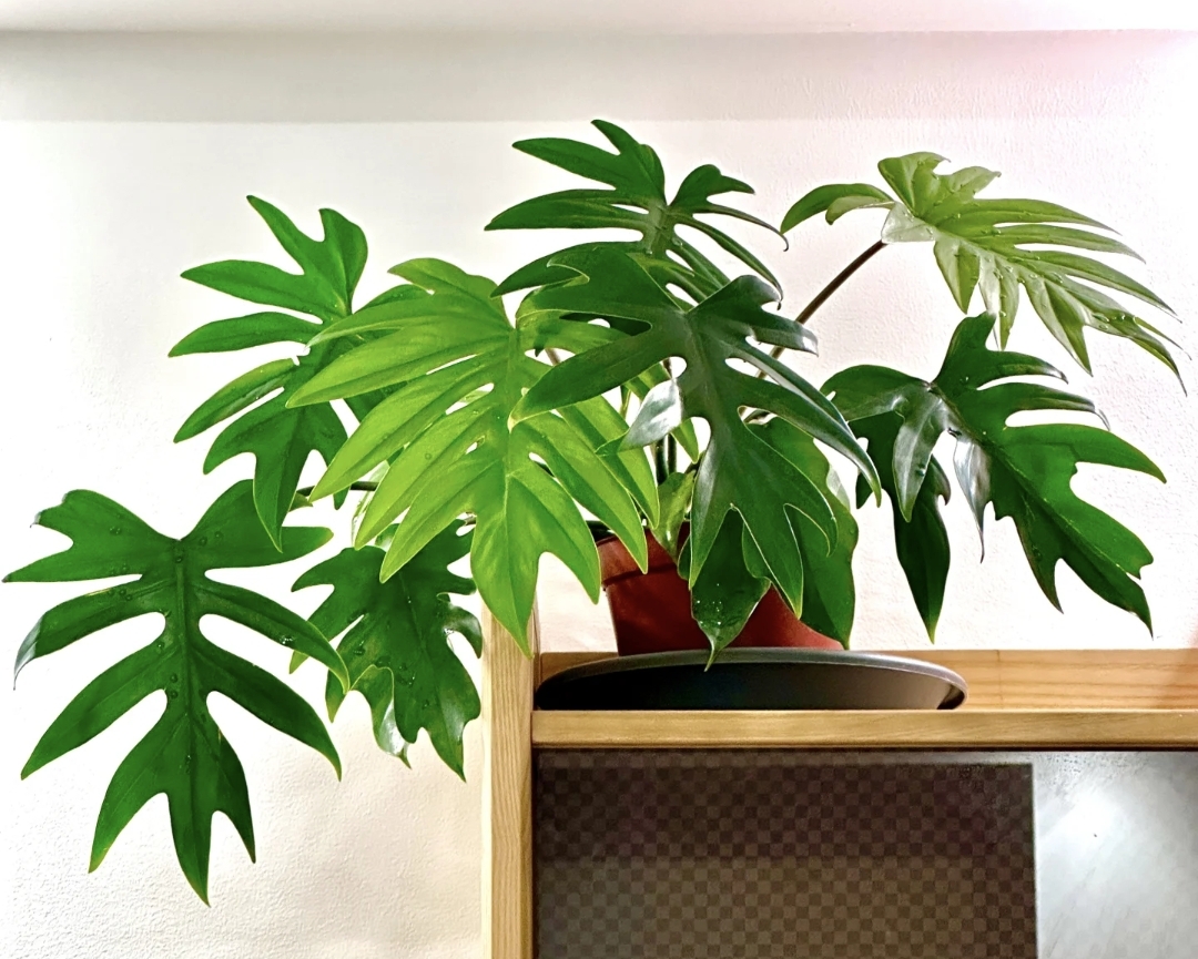 羽裂蔓绿绒室内高颜值观叶绿植盆栽