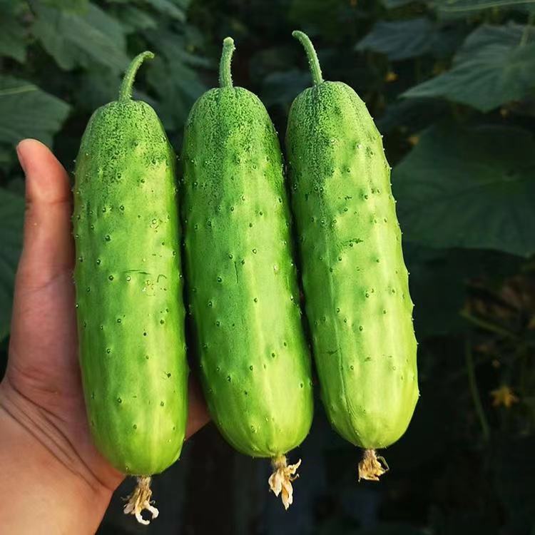 如意旱黄瓜种子（新老包装随机发货）