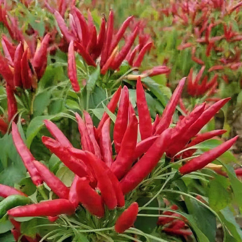 朝天椒种子（新老包装随机发货）