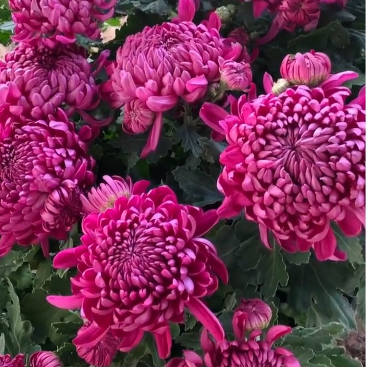 【紫绣球】菊花盆栽菊花苗耐寒植物开花大菊花带花苞好养