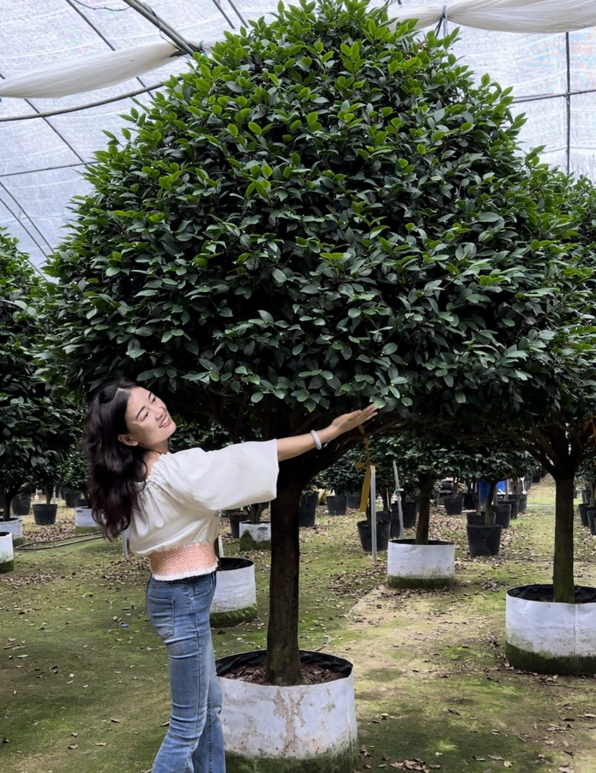 无品牌香妃茶花粉色大花重瓣浓香庭院种植耐寒耐热原盆原土养护