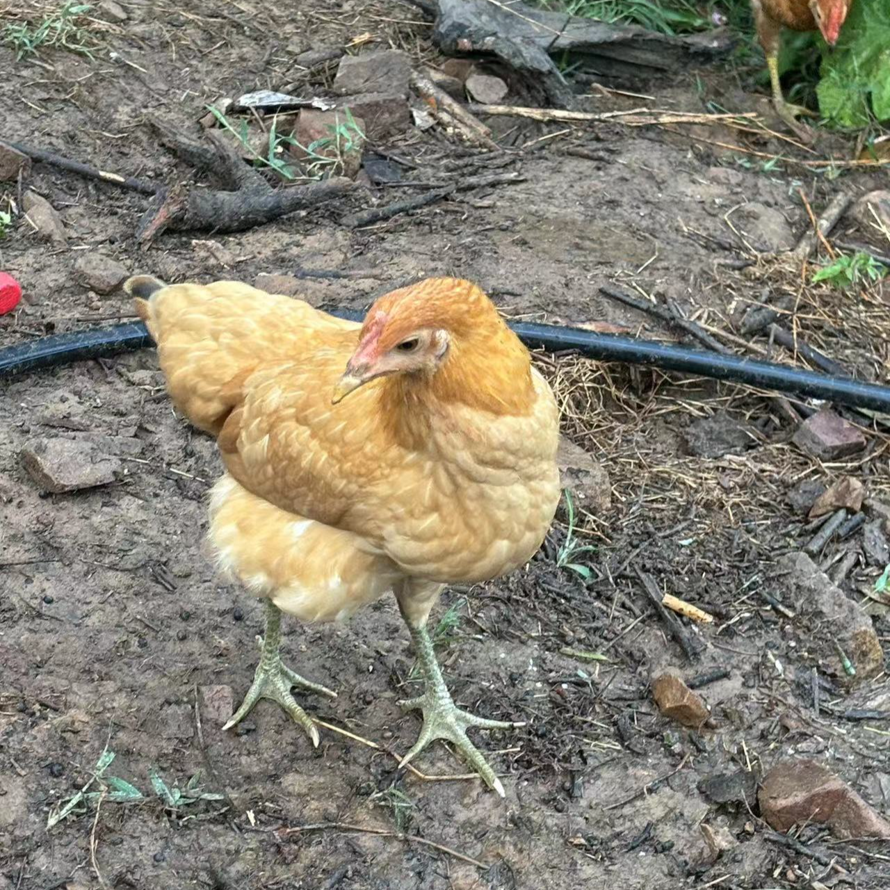 苏州西山正宗跑山鸡现杀抽真空保险发货整鸡