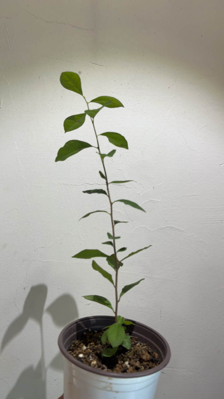 老鸦柿盆景果盆栽（直播间一物一拍，私拍随机发）