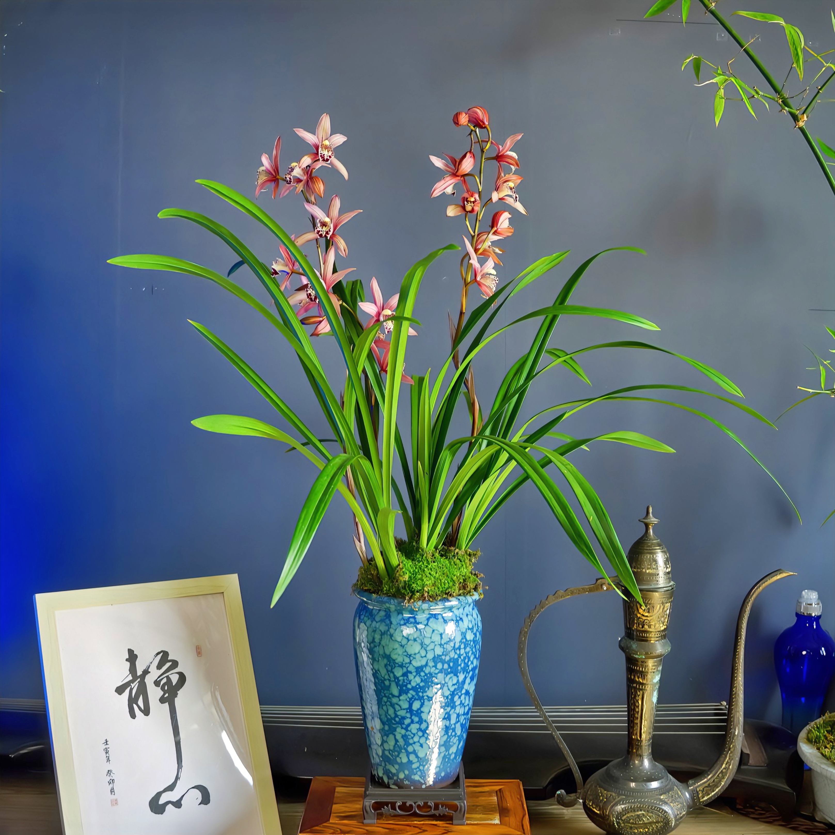 建兰八大红花名贵兰花[红贵妃]好养活带陶瓷盆种好