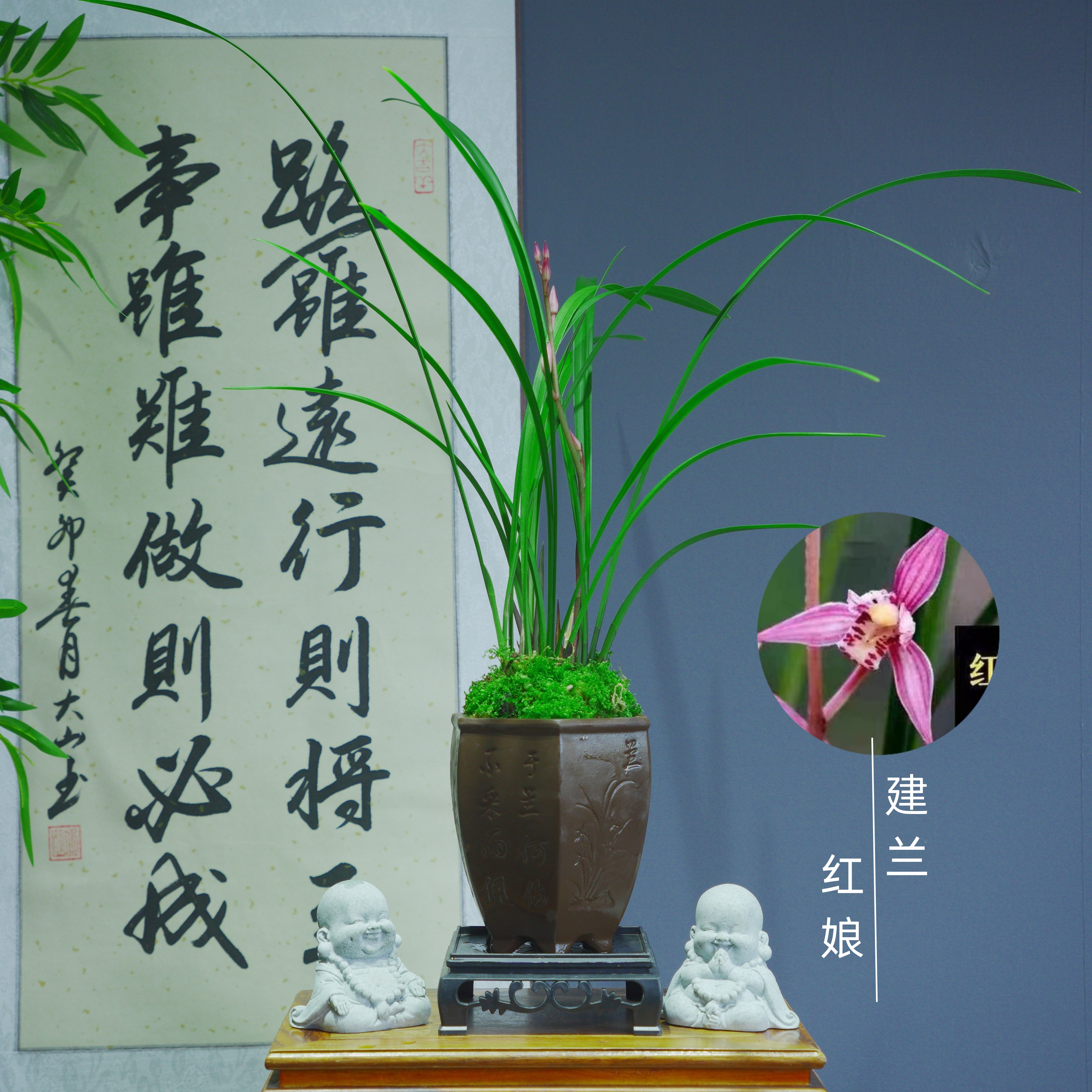 建兰【红娘】带六边兰陶瓷盆种好适合新手好养易活漂亮四季开花