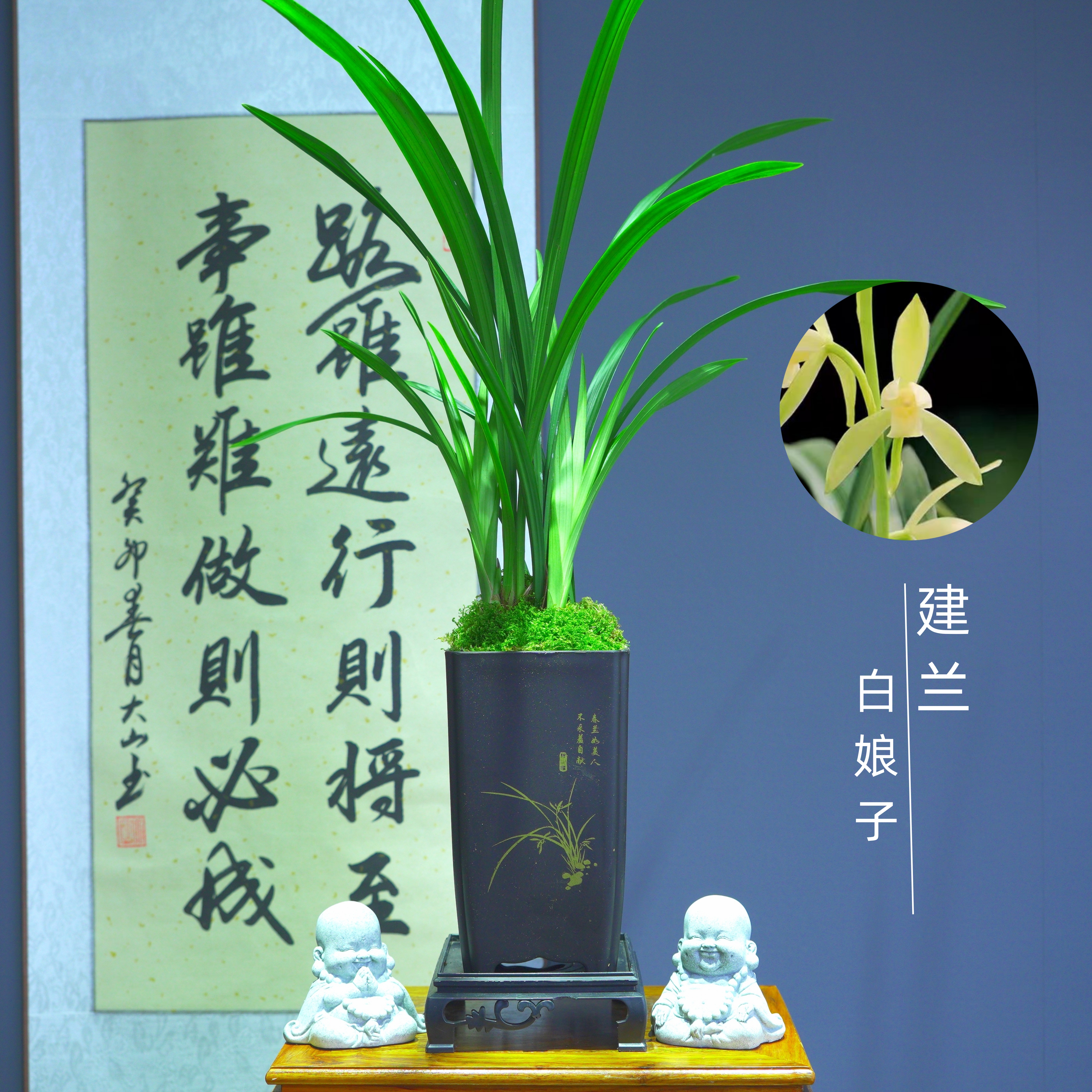 建兰[白娘子]带国风盆种好适合新手好养易活