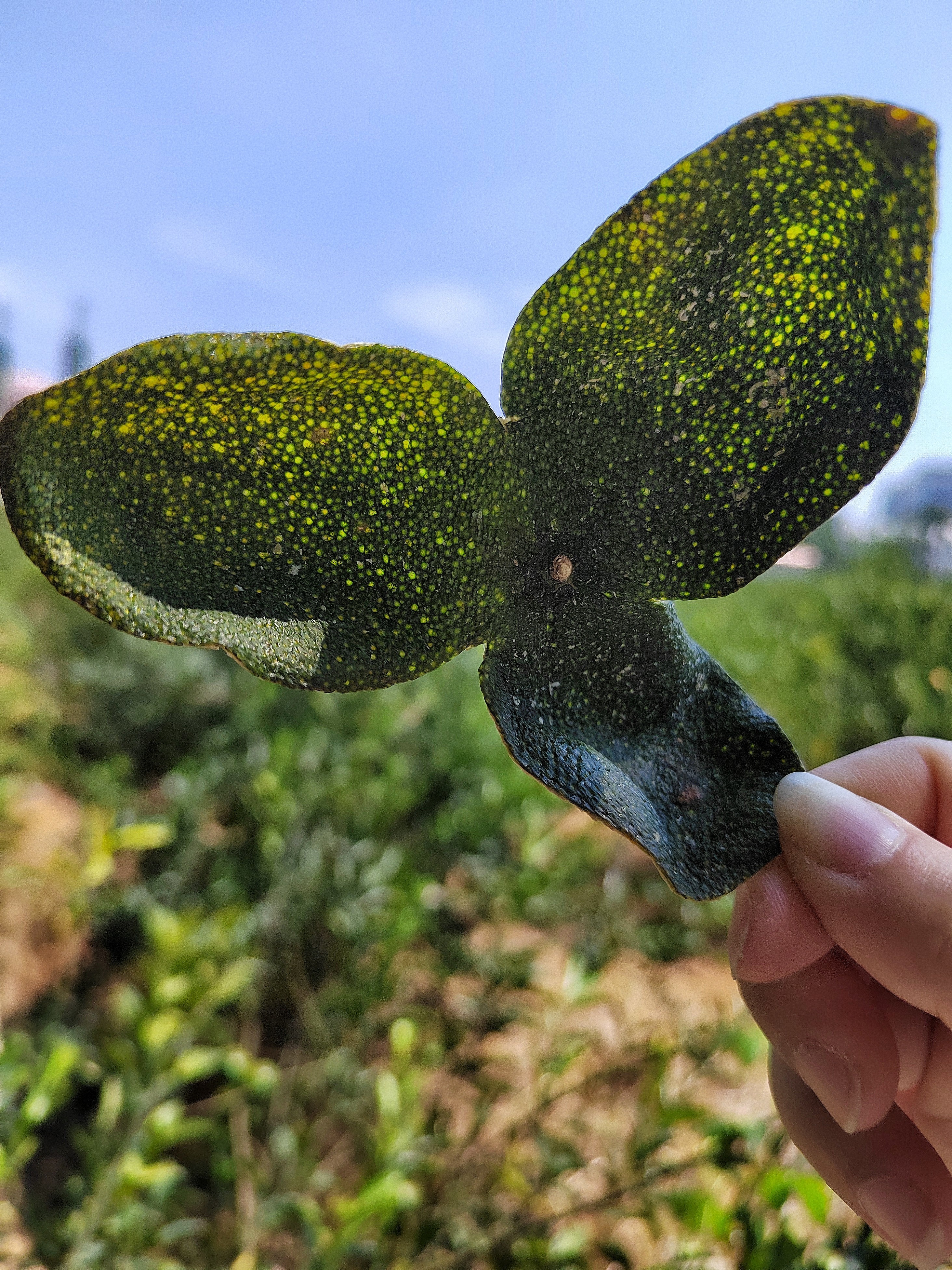 新会天马《2025圈枝大青皮》全生晒珍藏款