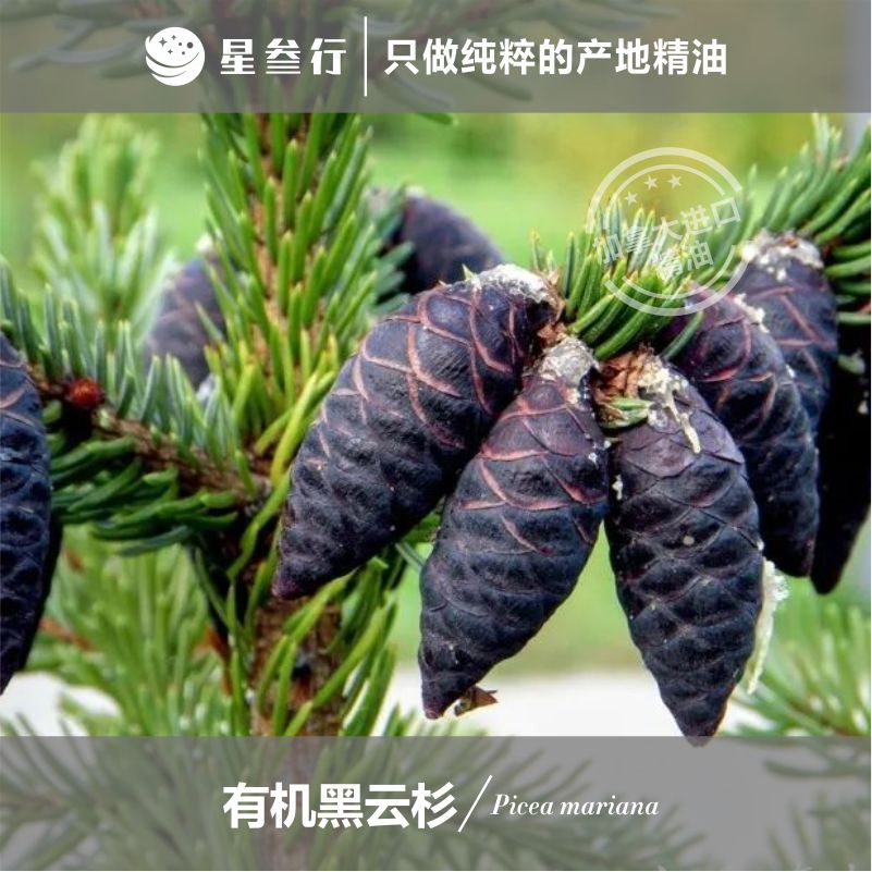 有机黑云杉精油 加拿大产地 植物单方精油