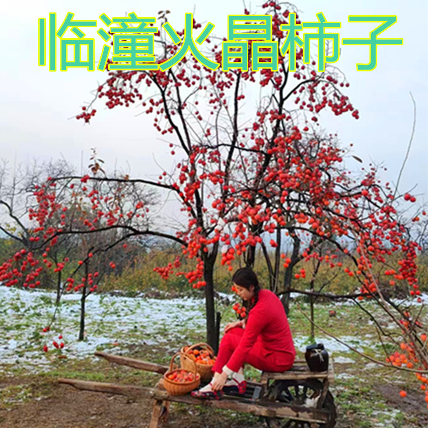 众开颜陕西临潼正宗嫁接火晶火罐柿子树苗南北方别墅庭院盆栽地种