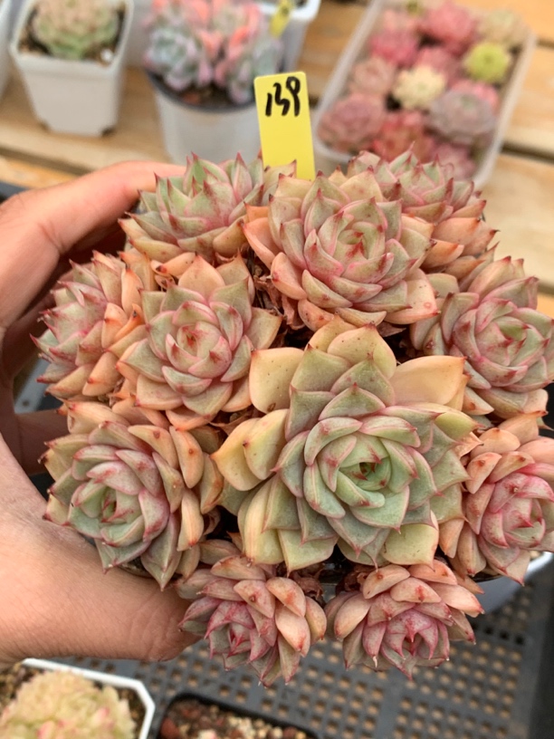 苯巴帝斯无砍捧花群139多肉植物