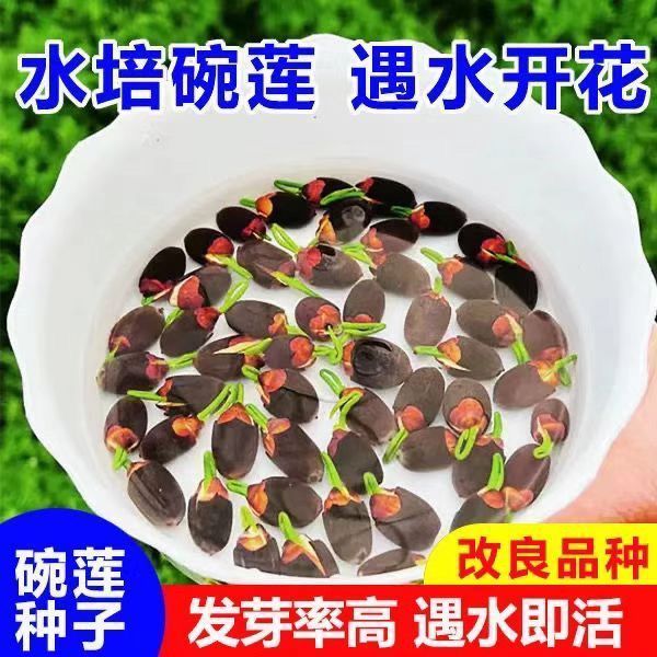 【7天发芽】碗莲种四季开花水培水养绿植睡莲荷花无土盆栽花卉