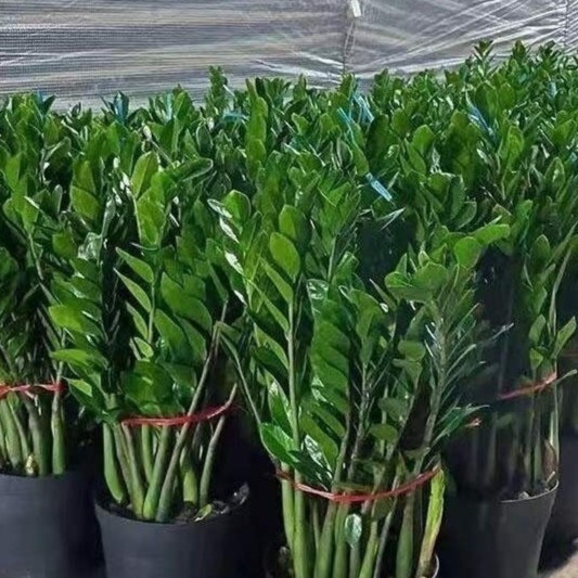 金钱树盆栽植物室内客厅大盆办公室绿植大棵钱串子发财树盆景大苗
