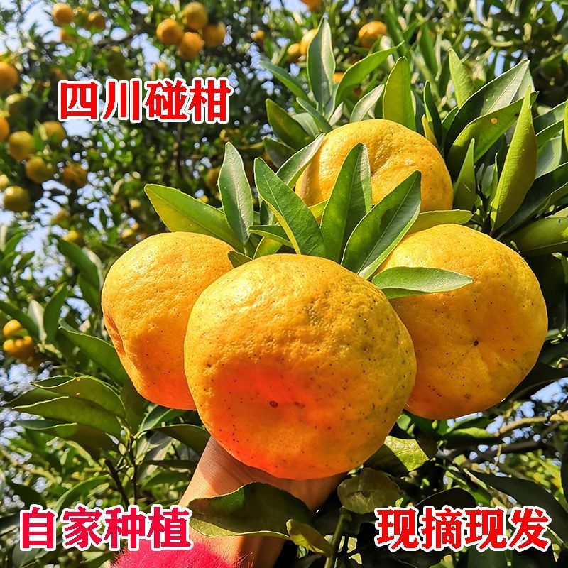 四川屏山碰柑5斤装