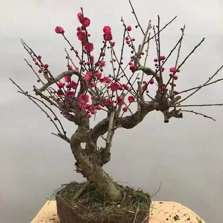 梅花盆栽树苗室内外高档花卉盆景老桩耐寒好养植物红梅腊梅朱砂梅