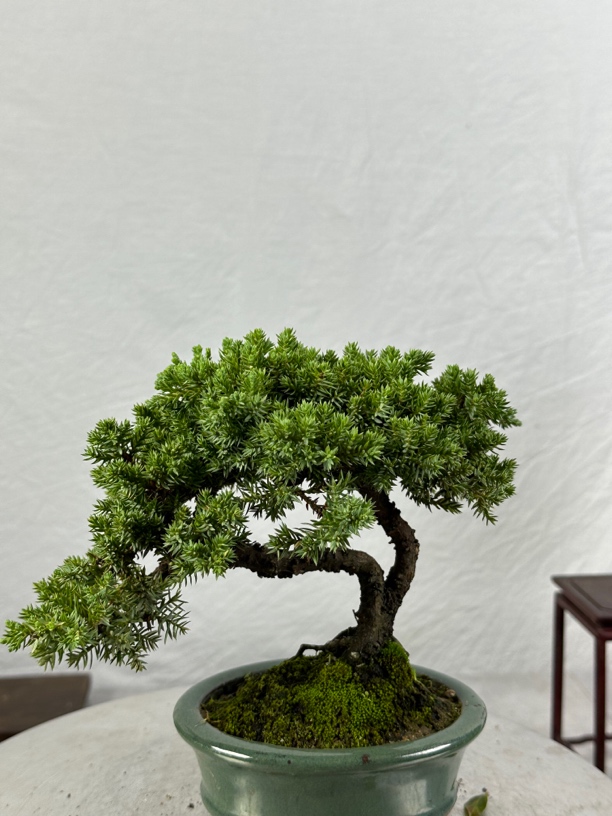 新西兰珍珠柏盆景，老根老盆，好养易活一物一拍