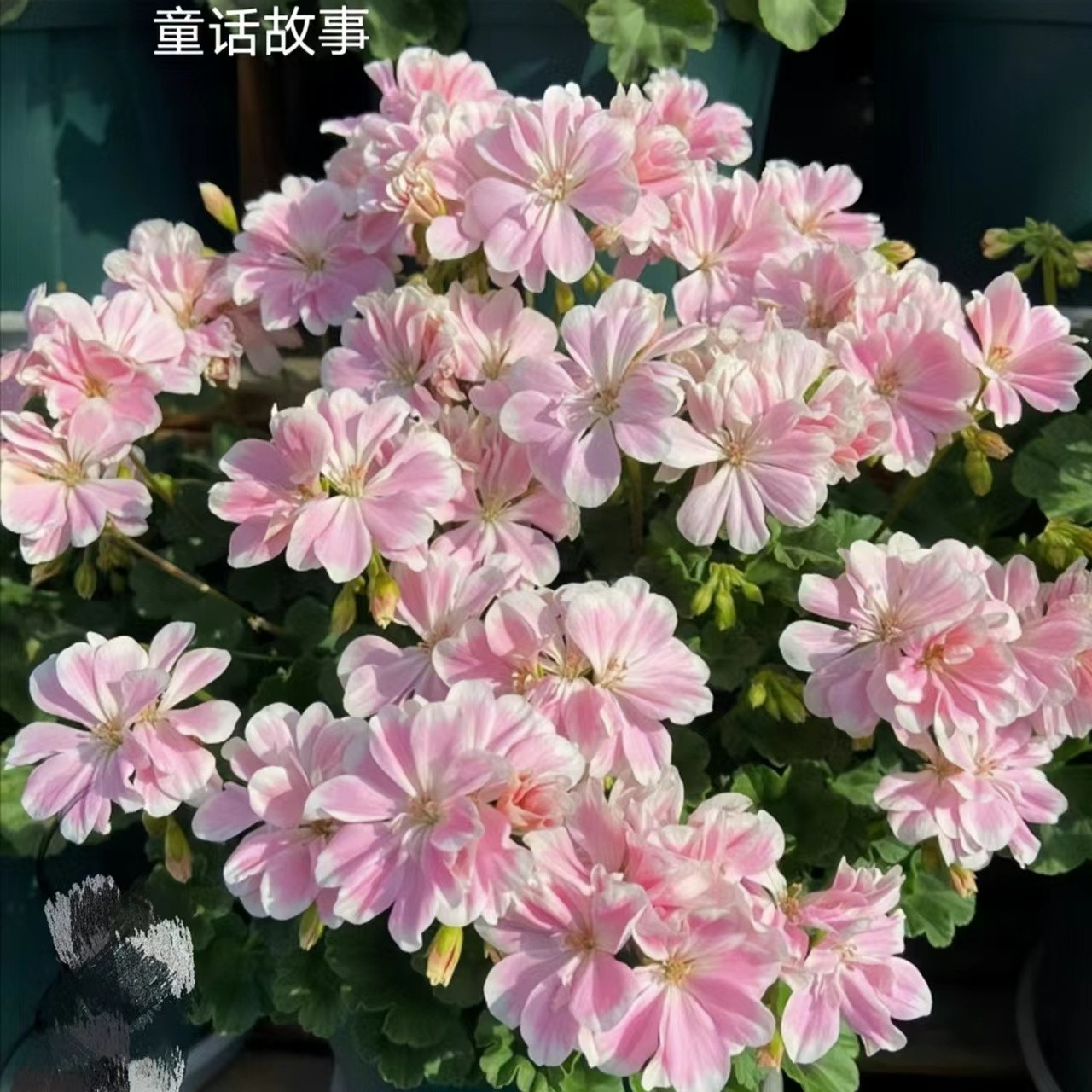 新品重瓣天竺葵大花球四季开花好养阳台庭院花卉盆栽黄色春季粉色
