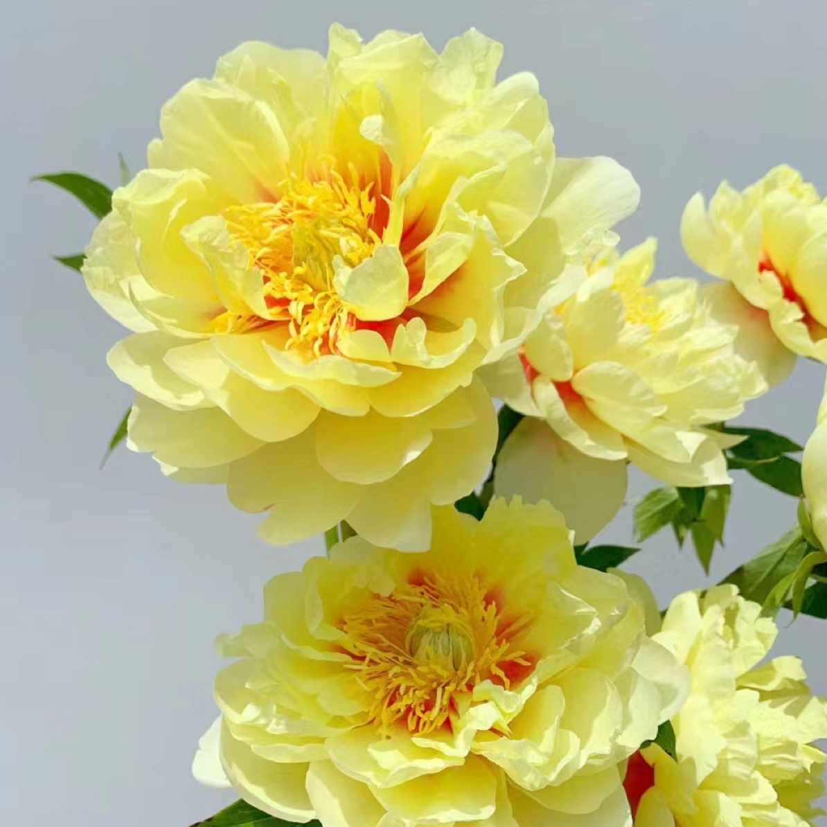 【芭茨拉】对货对版山东芍药精品花苗带芽裸根苗盆栽地栽Q