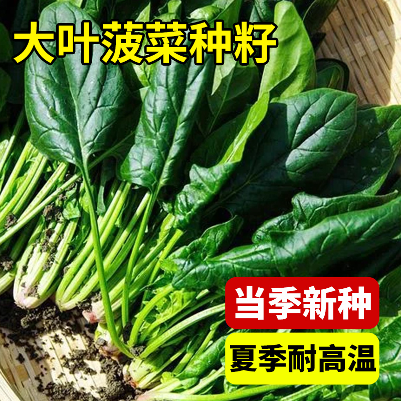 大叶菠菜种子盆栽四季蔬菜籽种菜种波菜孑菜籽子蕃茄阳台种植种籽