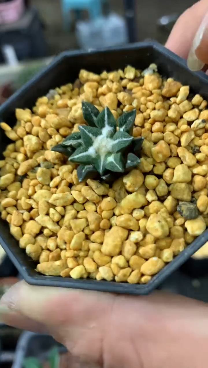【闪购商品】量拍实生黑牡丹（2cm，裸根随机发）单颗