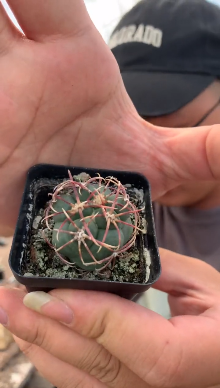 【闪购商品】量拍实生高木绯冠龙（2.5cm随机）单颗