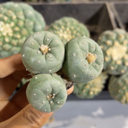 427实生三头蓝白肌仙