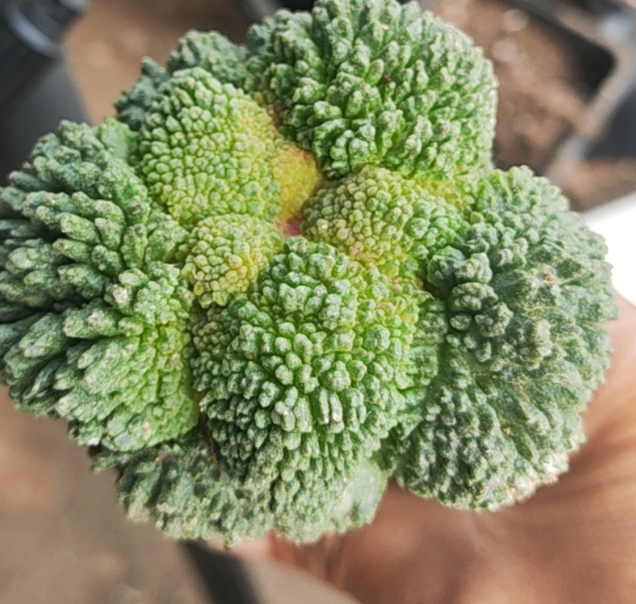 仙人科开花植物岩牡丹习志野一物一拍
