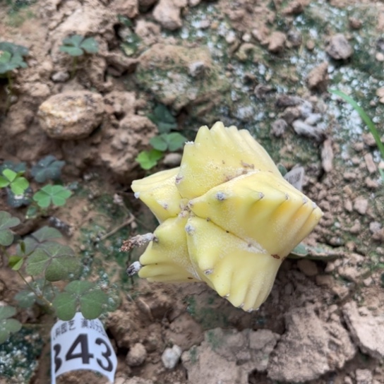 0842福利鸾锦仙人球