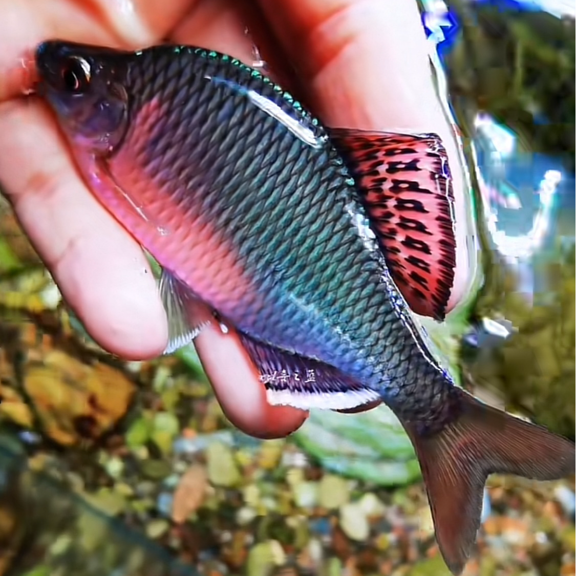 徽州短须鱊 精品发色活体冷水鱼观赏鱼淡水原生鱼小型好养耐活   